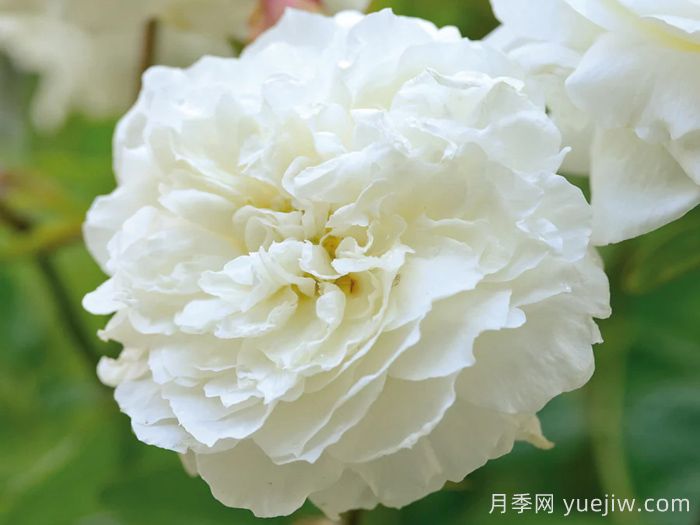 苏珊威廉姆斯埃利斯月季(图4)