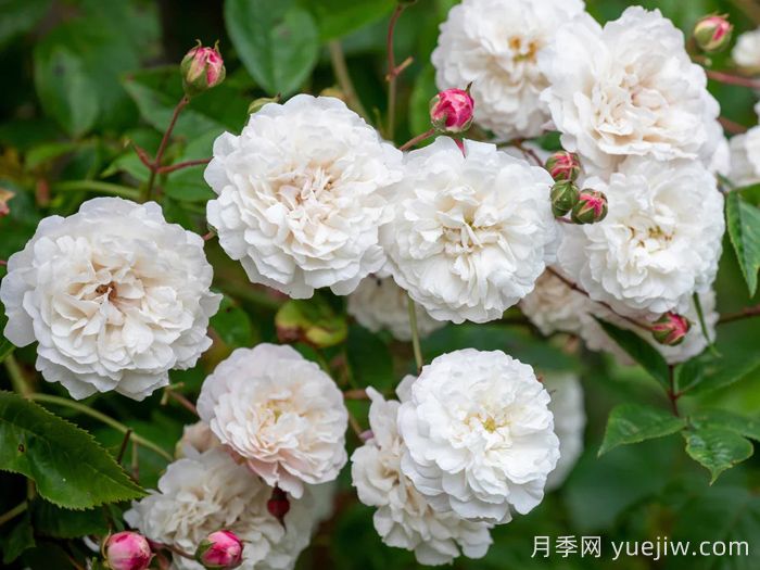 永恒的快乐月季/菲利斯黛佩彼特/幸福与永恒/七姐妹(图1) 永恒的快乐月季/菲利斯黛佩彼特/幸福与永恒/七姐妹(图1)