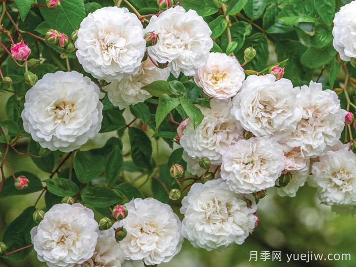 永恒的快乐月季/菲利斯黛佩彼特/幸福与永恒/七姐妹(图2) 永恒的快乐月季/菲利斯黛佩彼特/幸福与永恒/七姐妹(图2)