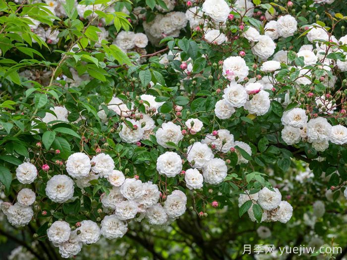 永恒的快乐月季/菲利斯黛佩彼特/幸福与永恒/七姐妹(图3) 永恒的快乐月季/菲利斯黛佩彼特/幸福与永恒/七姐妹(图3)