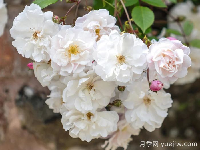 奥尔良花环月季/阿德莱德奥尔良(图1) 奥尔良花环月季/阿德莱德奥尔良(图1)
