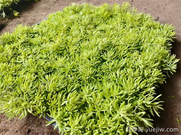 花境是什么？有哪些花境植物？(图2)