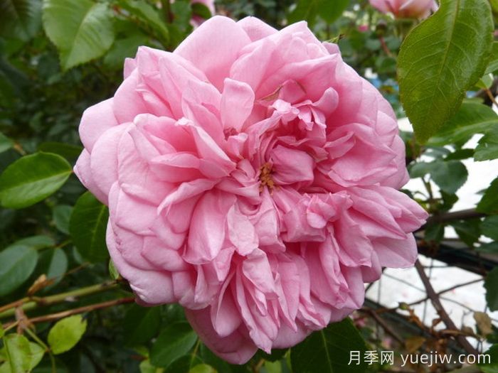 保罗诺埃尔月季/保罗诺尔/保罗圣诞节(图1)