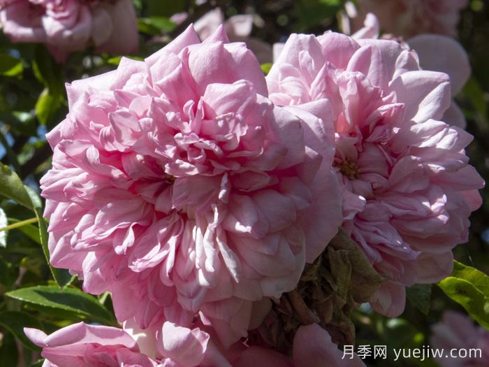 保罗诺埃尔月季/保罗诺尔/保罗圣诞节(图2)