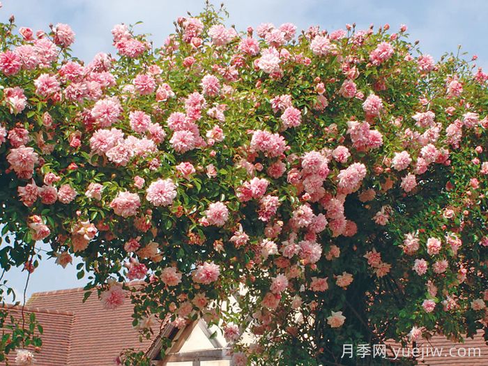 保罗诺埃尔月季/保罗诺尔/保罗圣诞节(图4)