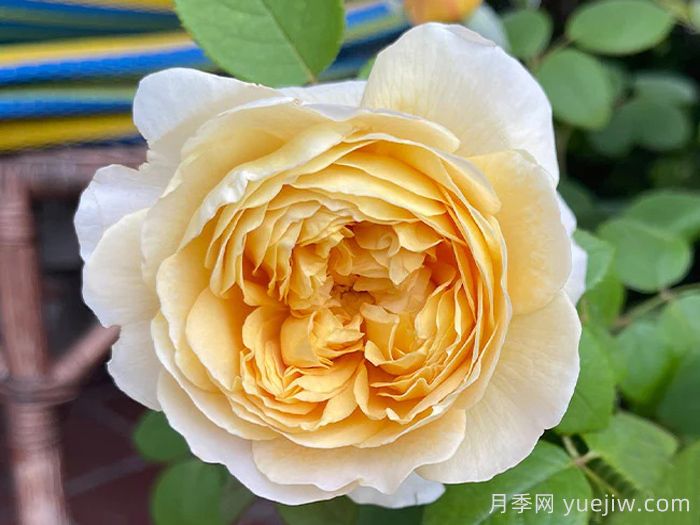 查尔斯达尔文月季(图3)