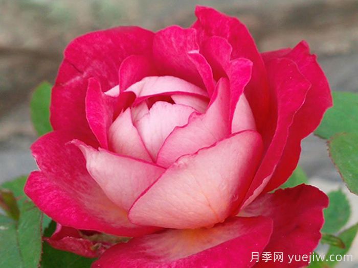 妮可柯德娜月季/浪漫蕾蕾(图1) 妮可柯德娜月季/浪漫蕾蕾(图1)