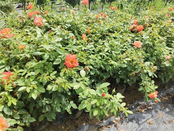 秋季月季小苗快速服盆的10个注意事项(图2)