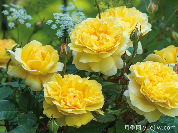 诗人的妻子月季(图3)