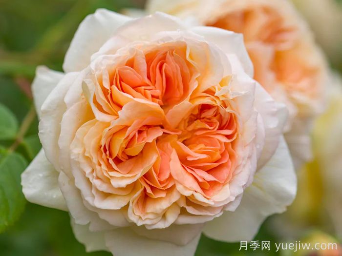 芭思希芭月季/所罗门王月季(图1) 芭思希芭月季/所罗门王月季(图1)