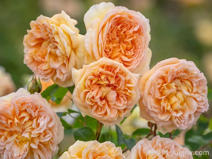 芭思希芭月季/所罗门王月季(图2) 芭思希芭月季/所罗门王月季(图2)