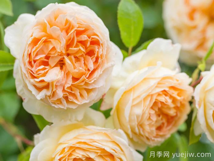 芭思希芭月季/所罗门王月季(图3) 芭思希芭月季/所罗门王月季(图3)