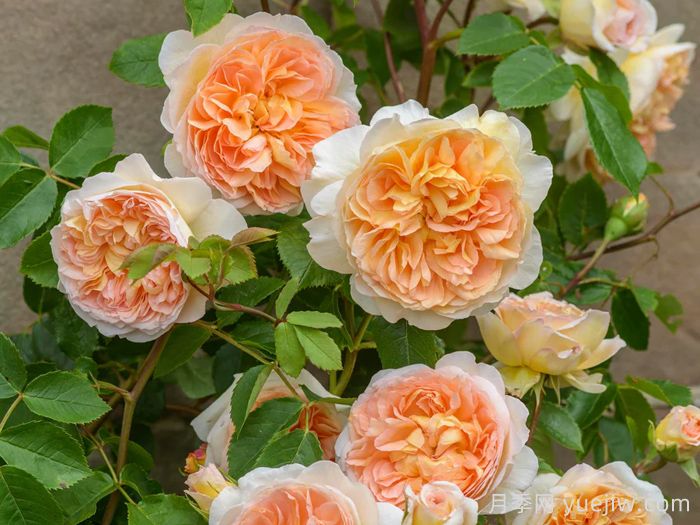 芭思希芭月季/所罗门王月季(图4) 芭思希芭月季/所罗门王月季(图4)