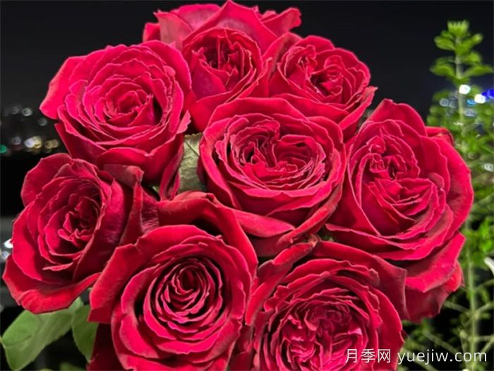 恩钿女士月季，镌刻东方贡献的月季传奇(图2)