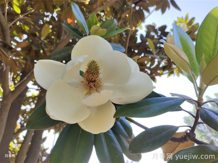 广玉兰与玉兰一样吗？(图1)