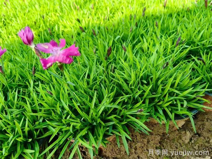 欧石竹地栽能活几年?(图1) 欧石竹地栽能活几年?(图1)