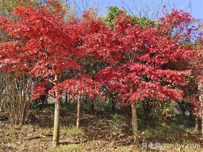 红枫苗木种植方法和注意事项(图2)