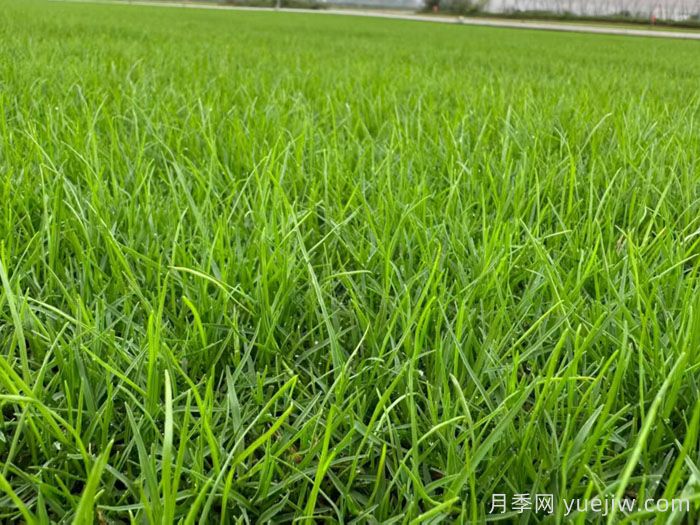 刚铺的草皮一天浇水几次?(图1) 刚铺的草皮一天浇水几次?(图1)