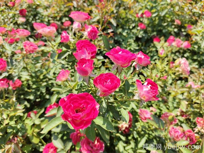 深秋里的月季,是希望的信使(图2) 深秋里的月季,是希望的信使(图2)
