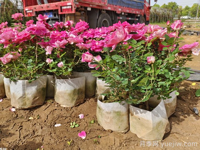 月季养护知识，新手花友必知(图3)