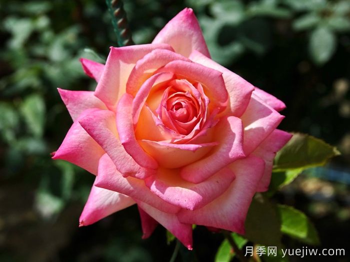 十全十美月季/科德斯完美(图1)