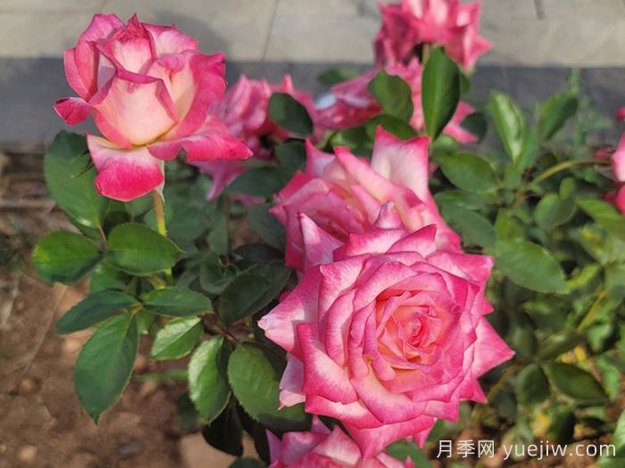 十全十美月季/科德斯完美(图3)