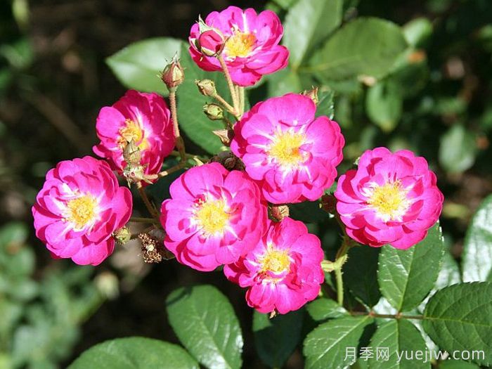 阿登儿童月季(图2)