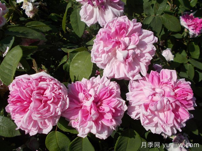 法国之子月季/法国孩子(图2) 法国之子月季/法国孩子(图2)