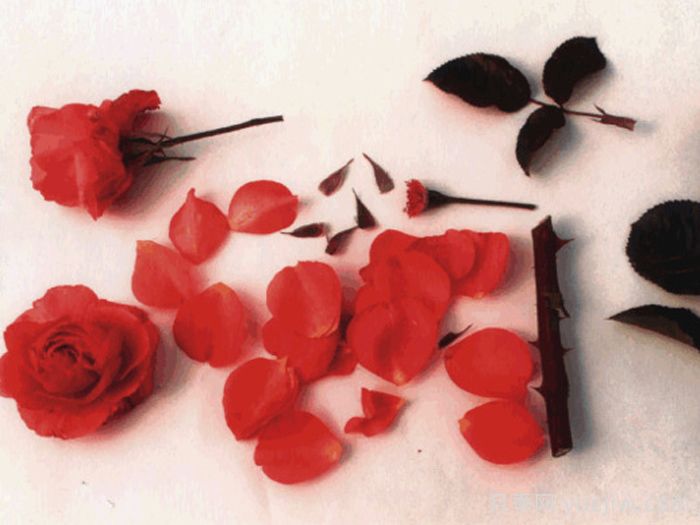 阿丁顿月季(图1) 阿丁顿月季(图1)