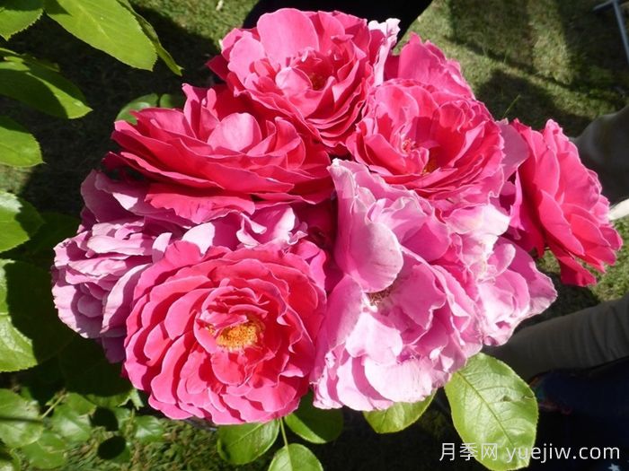 阿卡罗亚月季(图1)