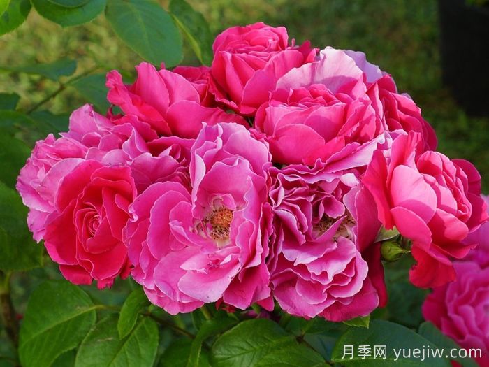 阿卡罗亚月季(图2)