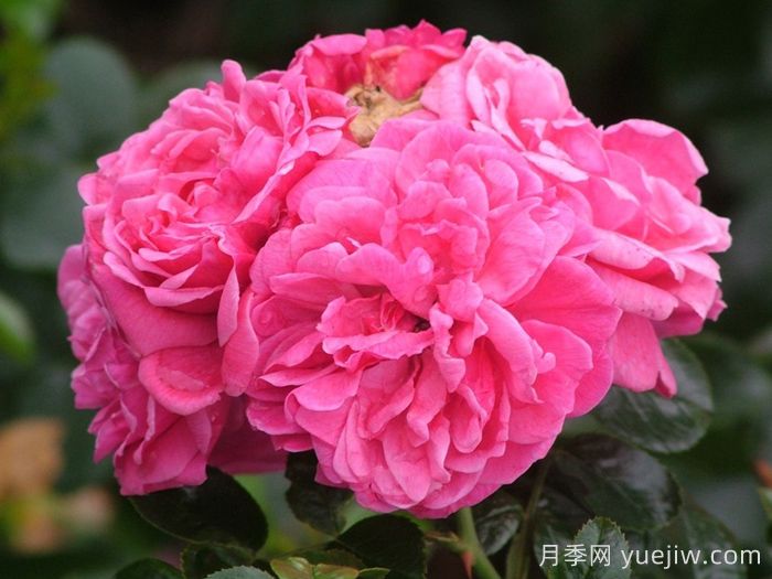 阿利亚月季/阿莱亚(图1) 阿利亚月季/阿莱亚(图1)