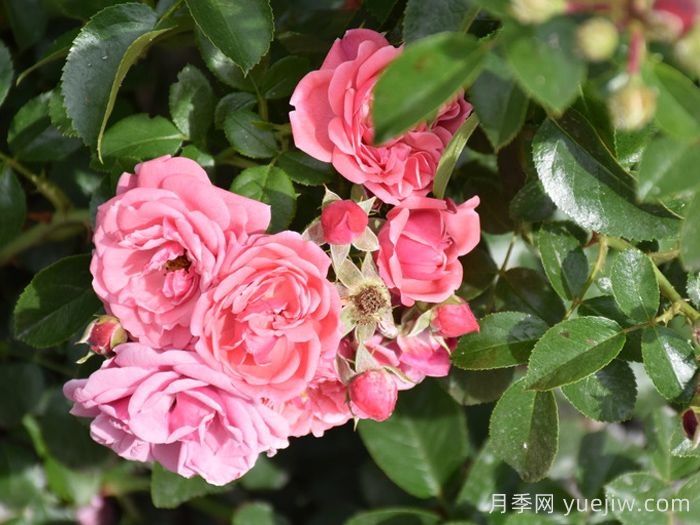 阿利亚月季/阿莱亚(图2) 阿利亚月季/阿莱亚(图2)