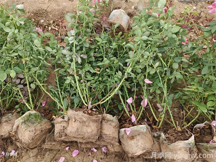 月季秋花后的3个关键养护点(图2) 月季秋花后的3个关键养护点(图2)