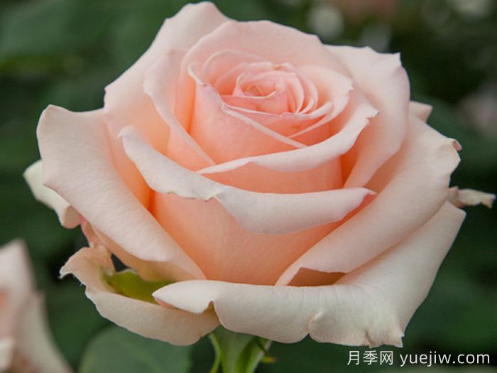 阿丽娜香水月季/安丽娜香水(图2)