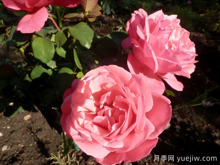 阿丽娜香水月季/安丽娜香水(图3)