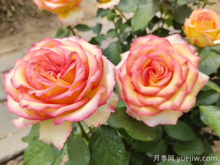 100种南方园林常用乔灌地被(图1) 100种南方园林常用乔灌地被(图1)