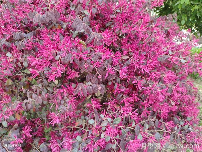 100种南方园林常用乔灌地被(图2) 100种南方园林常用乔灌地被(图2)