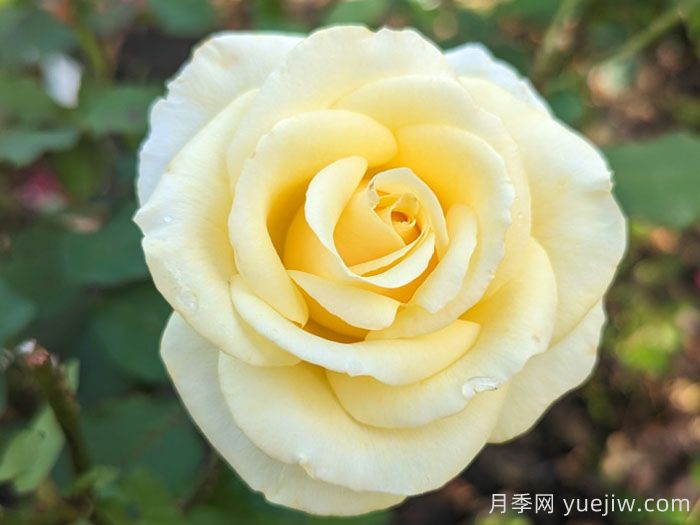 阿奇莫斯月季/阿奇摩丝(图1) 阿奇莫斯月季/阿奇摩丝(图1)