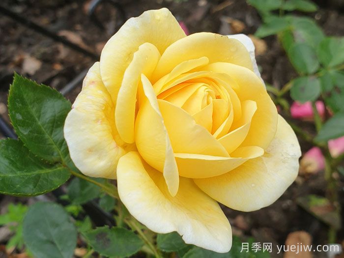 阿奇莫斯月季/阿奇摩丝(图2) 阿奇莫斯月季/阿奇摩丝(图2)