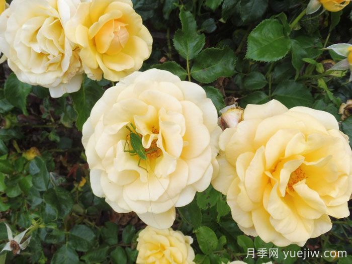 阿特科皇家月季(图2)