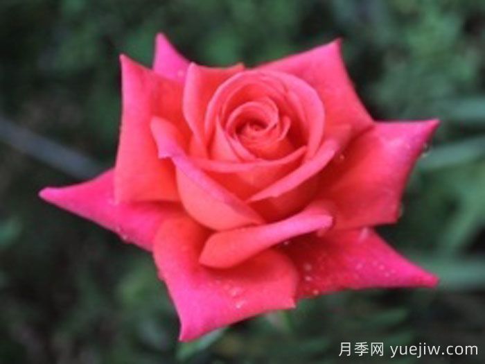 埃迪月季(图1) 埃迪月季(图1)