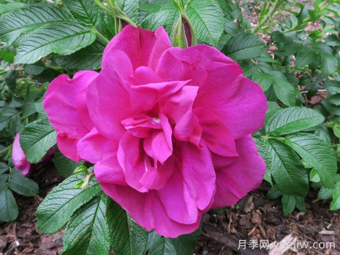 埃尔基劳蒂奥月季(图1)