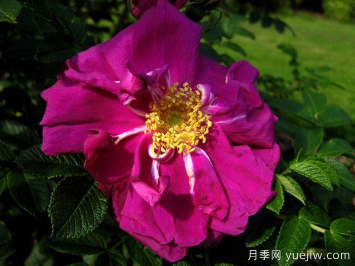 埃尔基劳蒂奥月季(图2) 埃尔基劳蒂奥月季(图2)