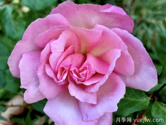 艾米丽查伦夫人月季/埃米莉查林夫人(图1) 艾米丽查伦夫人月季/埃米莉查林夫人(图1)