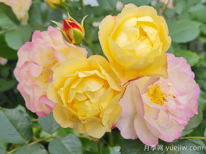 派对人生月季/派对生活(图1)