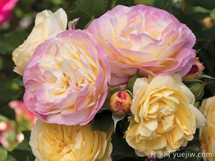 派对人生月季/派对生活(图2)