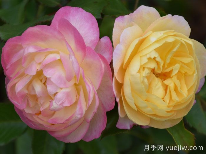 派对人生月季/派对生活(图3)