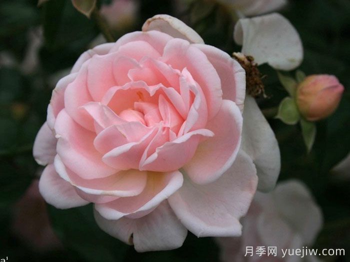 埃斯蒂马月季(图1)