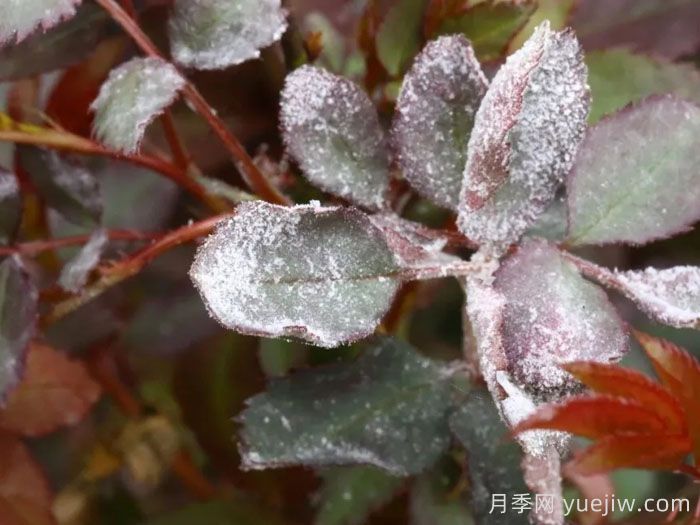 月季染上白粉病,掌握这3招轻松解决(图1) 月季染上白粉病,掌握这3招轻松解决(图1)